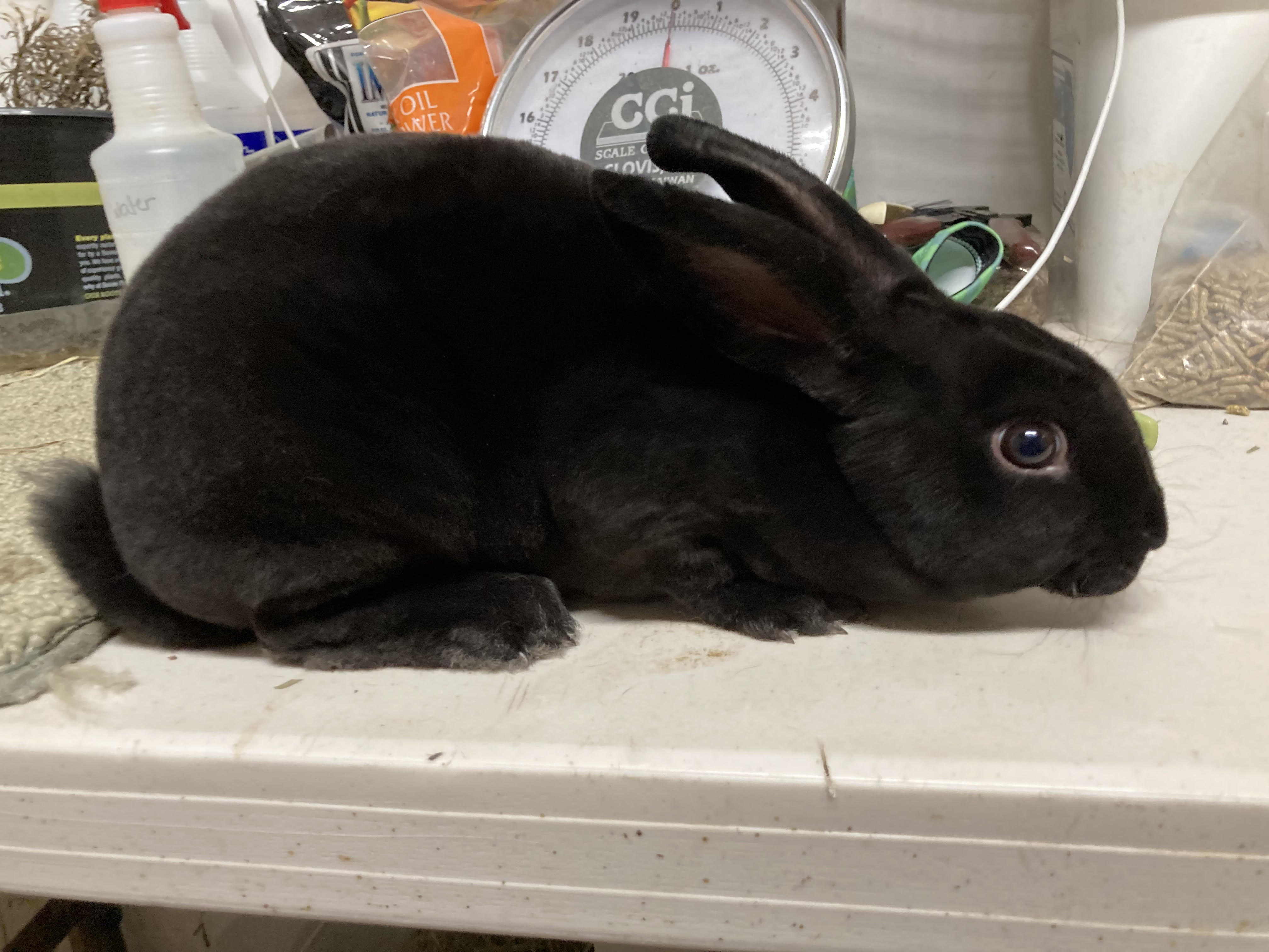 Rabbit Meat
